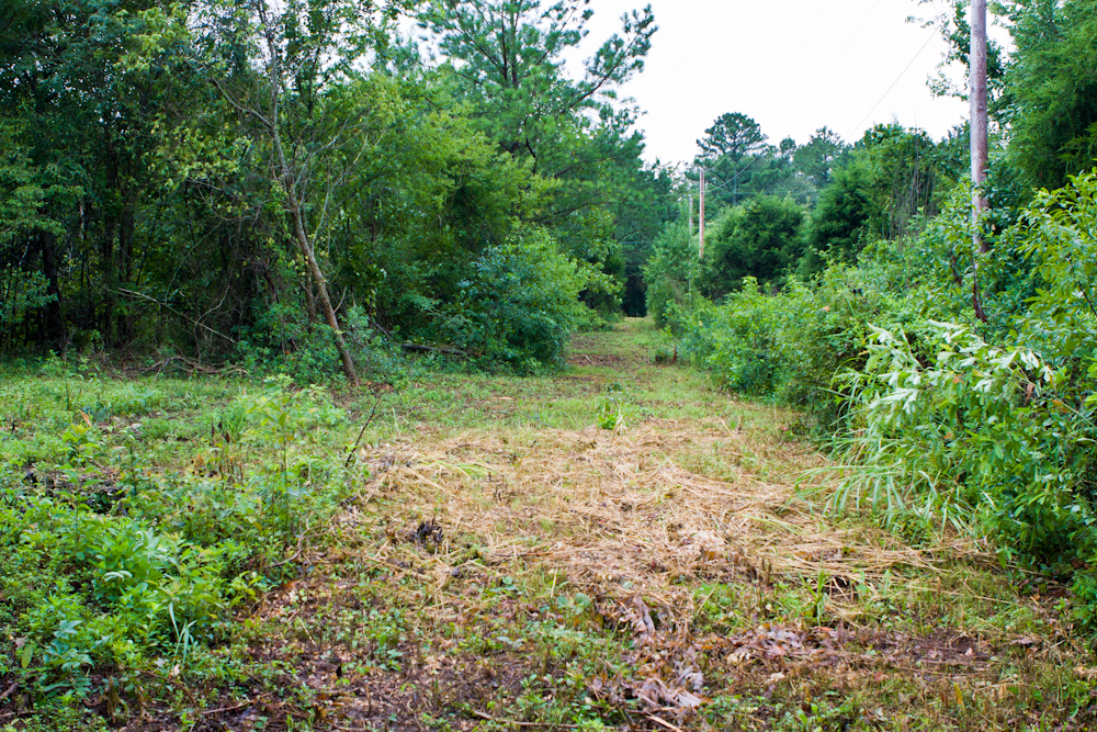 Looking South along the West property line.